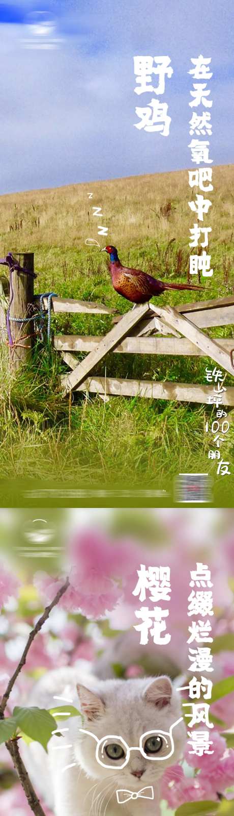 万物萌动系列海报-采灵感-https://www.cailinggan.com/