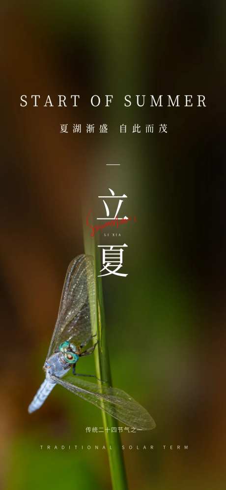 立夏夏天夏至节气简约蜻蜓渐变海报-采灵感-https://www.cailinggan.com/