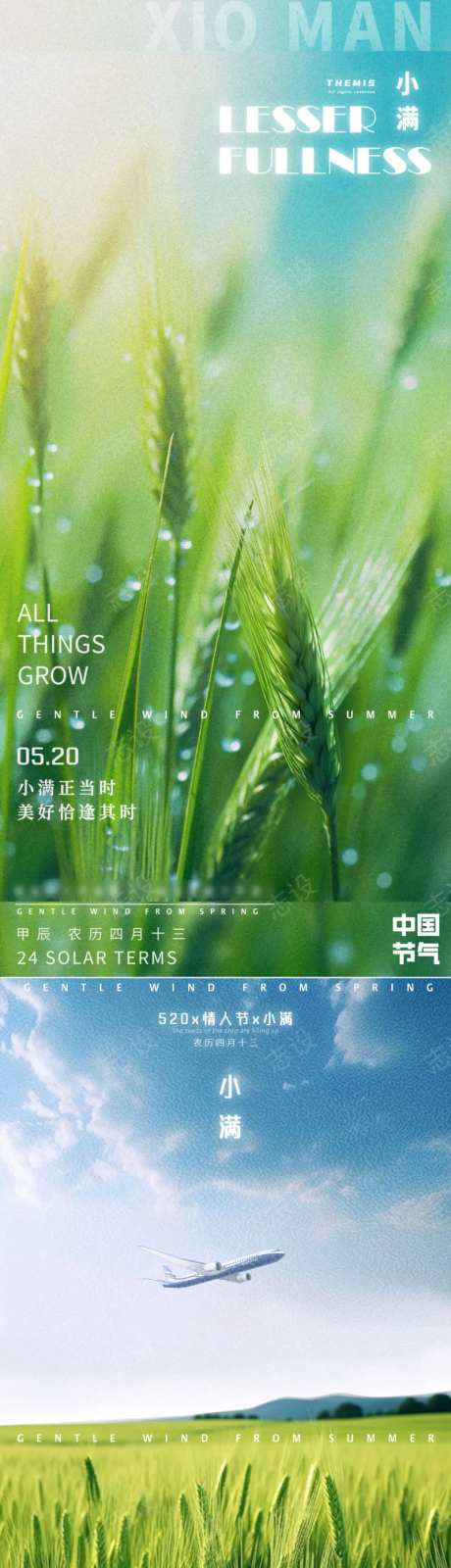 小满青麦农作物-采灵感-https://www.cailinggan.com/