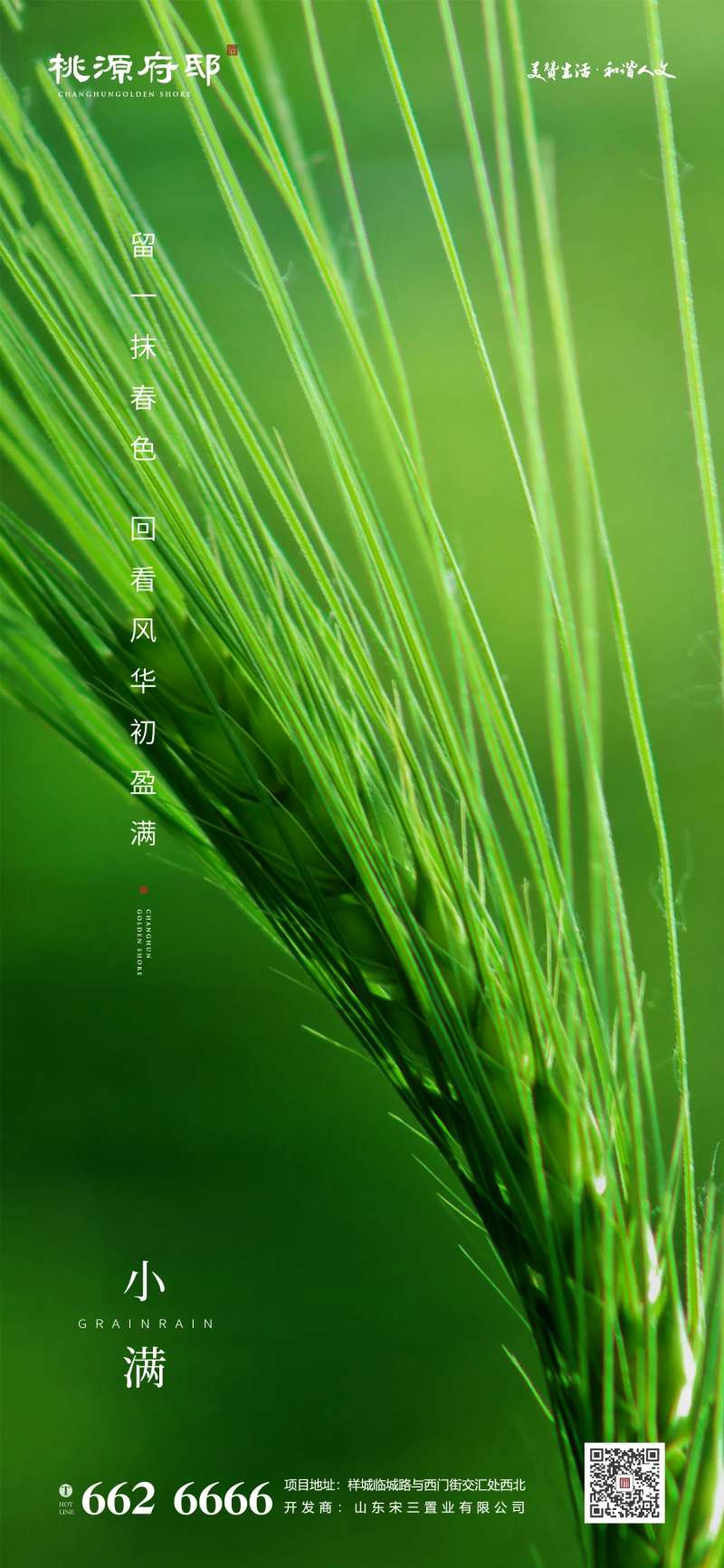 绿色麦穗特写小满节气海报-采灵感-cailinggan.com