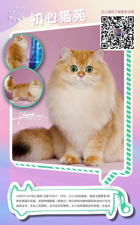 猫咪卡通海报-采灵感-https://www.cailinggan.com/