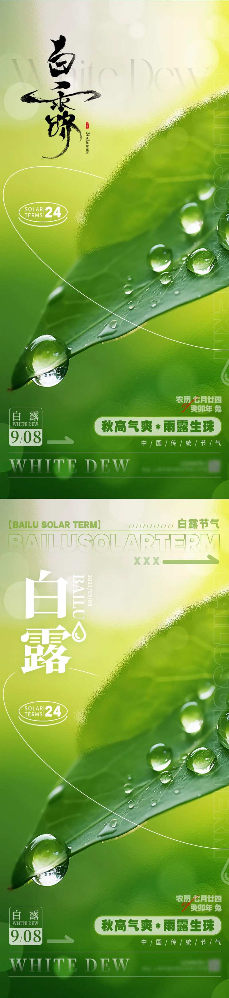 白露节气露珠海报-采灵感-cailinggan.com