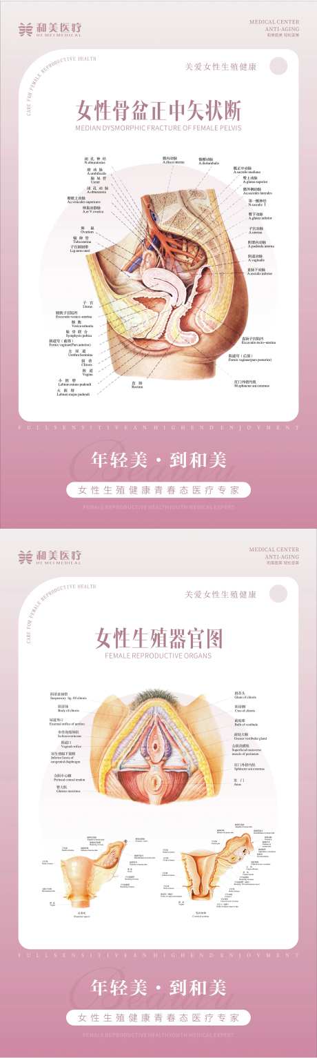 妇科生殖器官海报-采灵感-https://www.cailinggan.com/