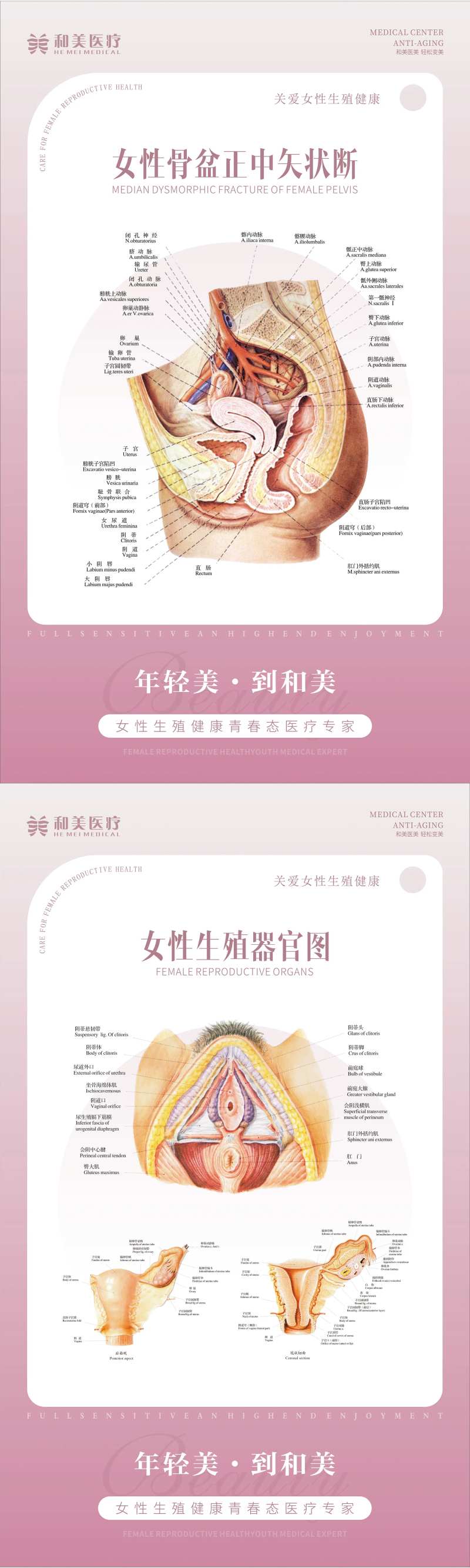 妇科生殖器官海报-采灵感-cailinggan.com
