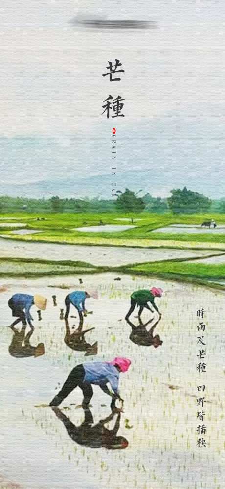 芒种-采灵感-cailinggan.com