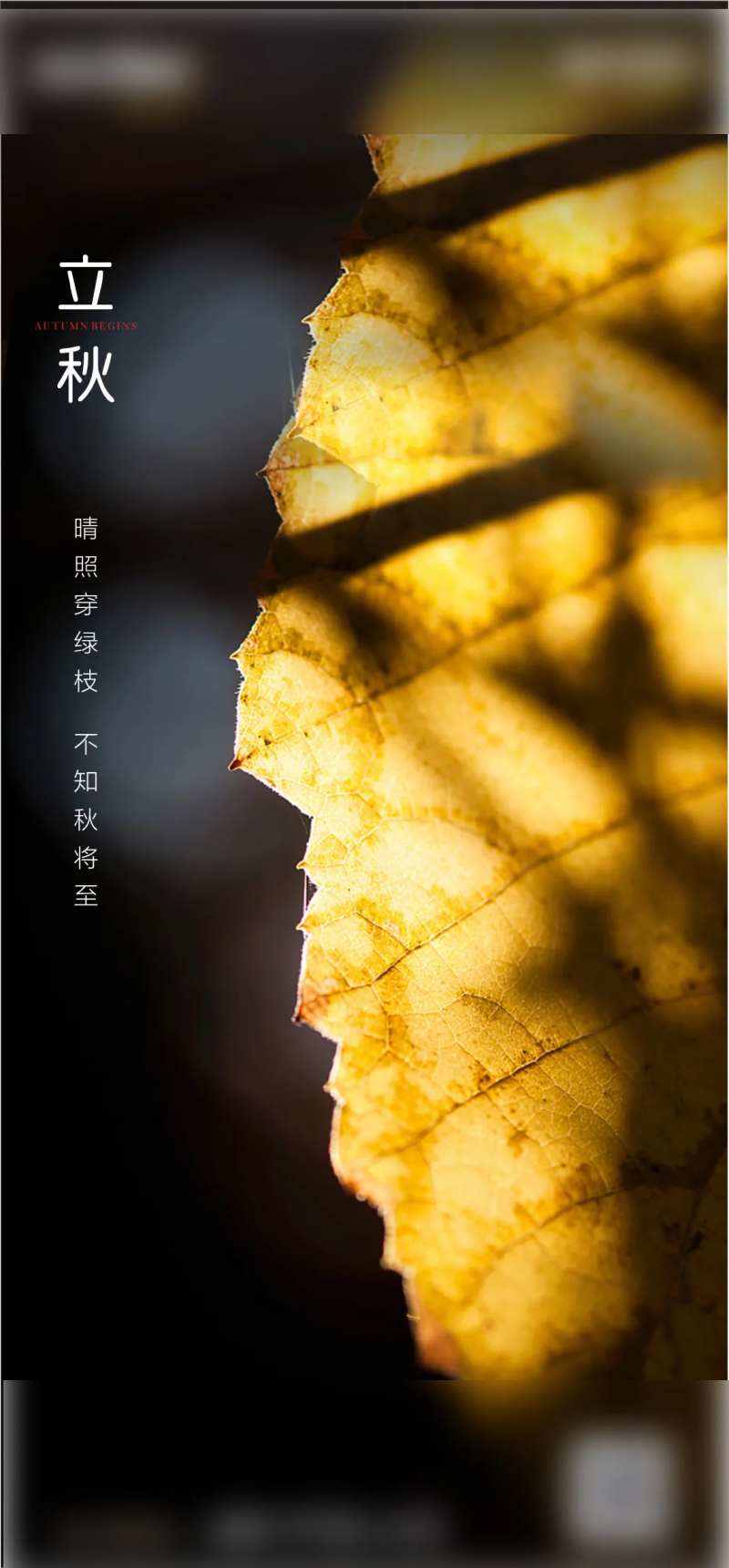 沉稳立秋-采灵感-cailinggan.com