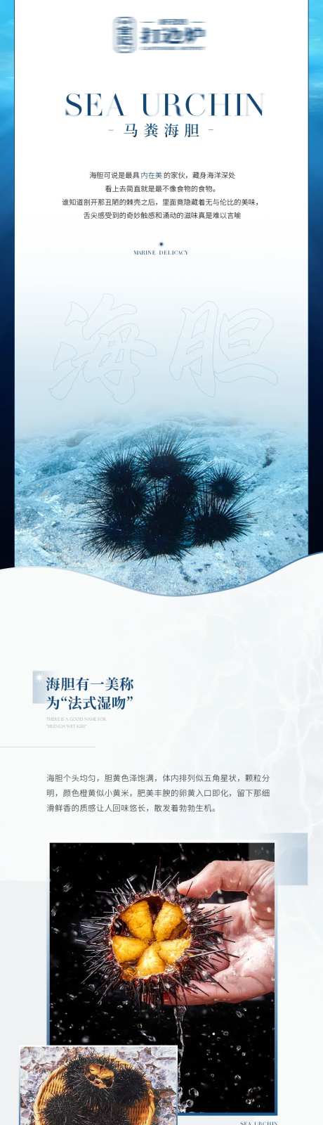 海胆品鉴活动宣传海报长图-采灵感-https://www.cailinggan.com/