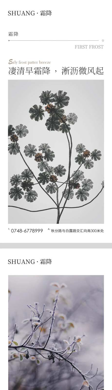 霜降节气系列海报-采灵感-https://www.cailinggan.com/