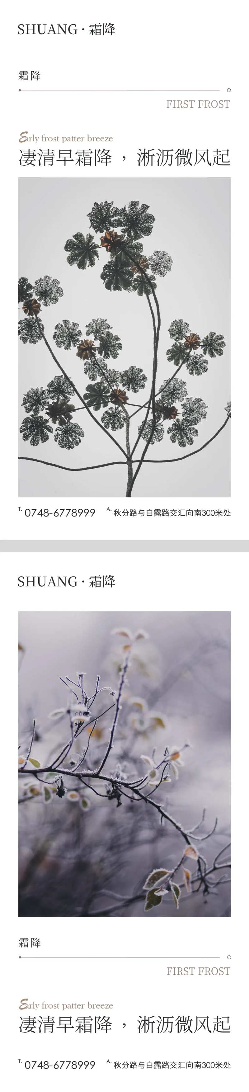 霜降节气系列海报-采灵感-cailinggan.com