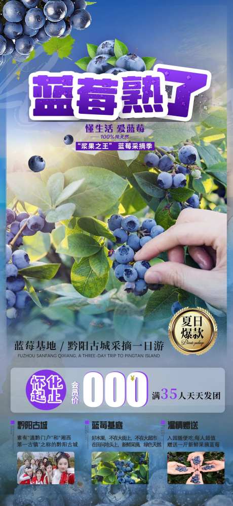 蓝莓熟了采摘海报海报-采灵感-https://www.cailinggan.com/