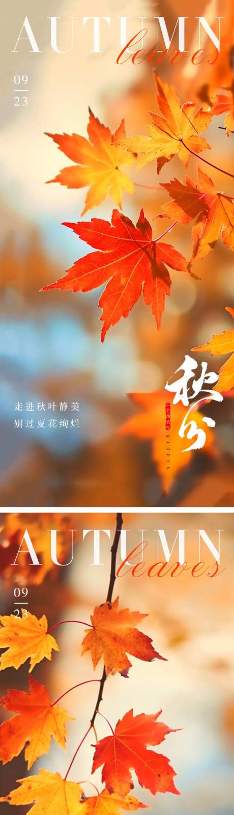 秋分节气枫叶系列海报-采灵感-https://www.cailinggan.com/
