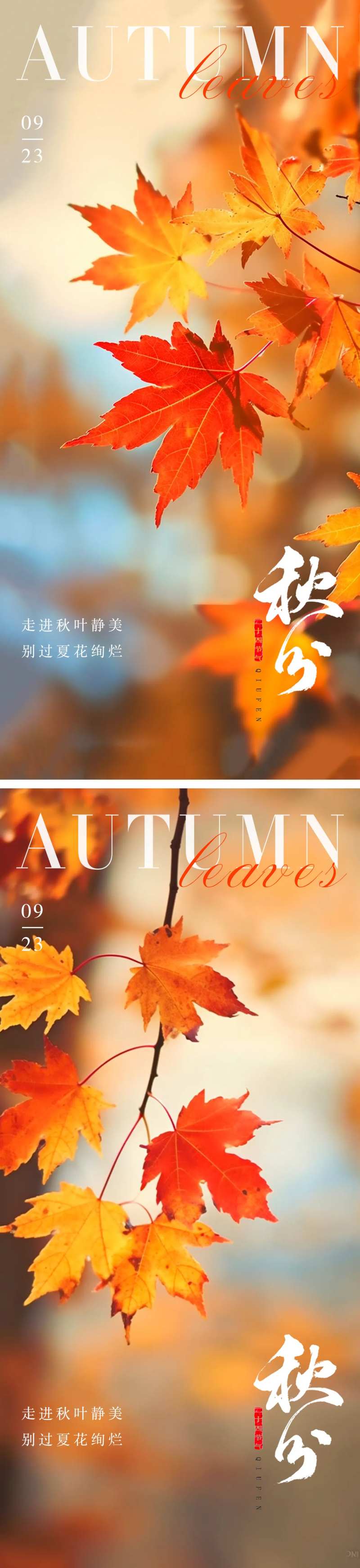 秋分节气枫叶系列海报-采灵感-cailinggan.com