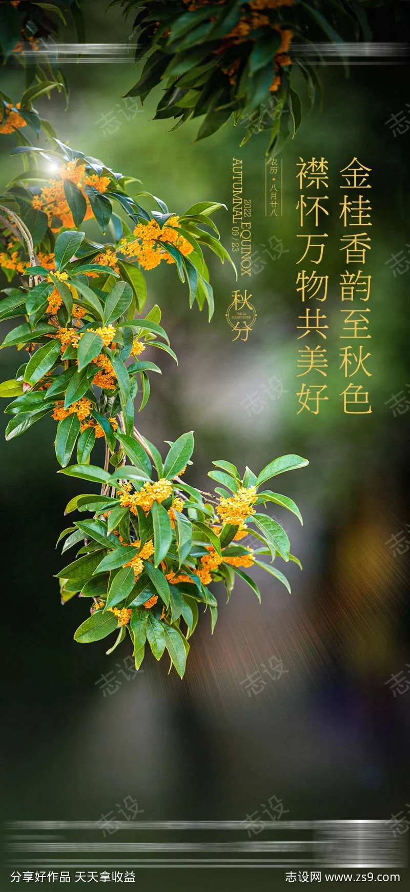 地产立秋秋分桂花海报-采灵感-cailinggan.com