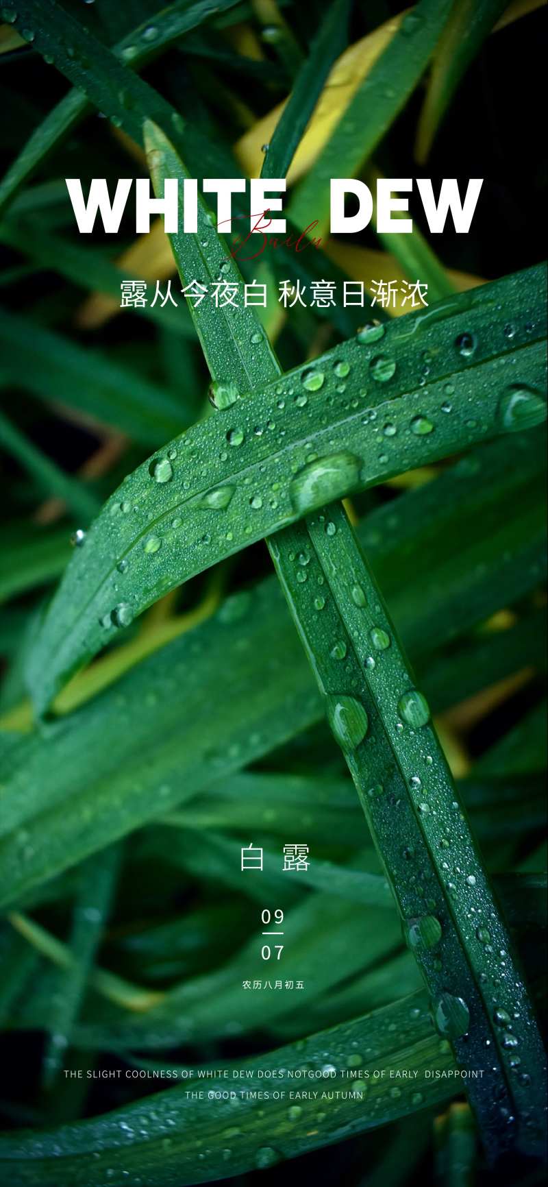 白露雨水寒露霜降小寒大寒-采灵感-cailinggan.com