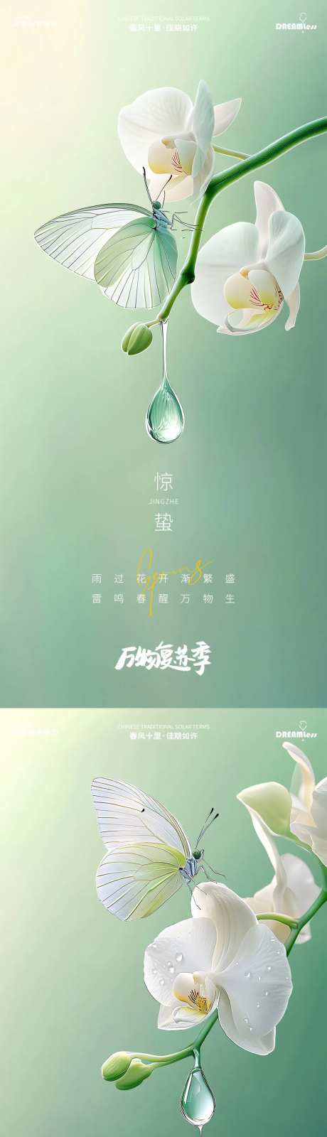 惊蛰蝴蝶兰昆虫摄影简约质感海报-采灵感-https://www.cailinggan.com/