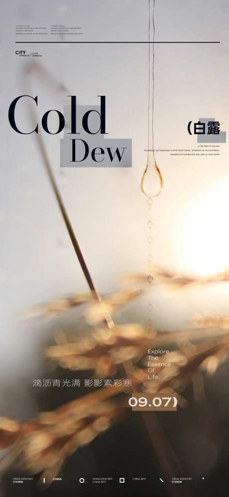 白露节气海报-采灵感-cailinggan.com