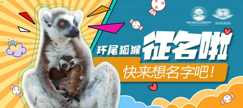 猴子征名活动展板-采灵感-cailinggan.com