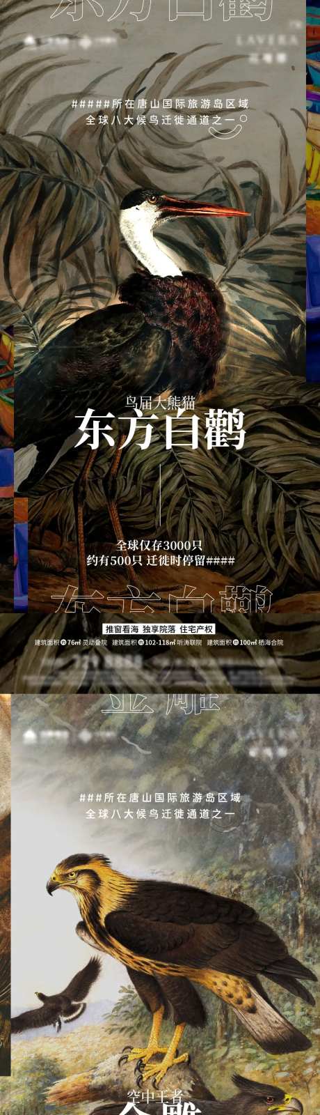 珍惜鸟类复古插画油画海报-采灵感-https://www.cailinggan.com/