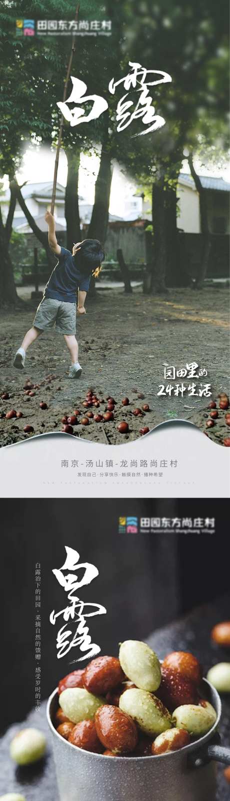 白露系列海报-采灵感-https://www.cailinggan.com/