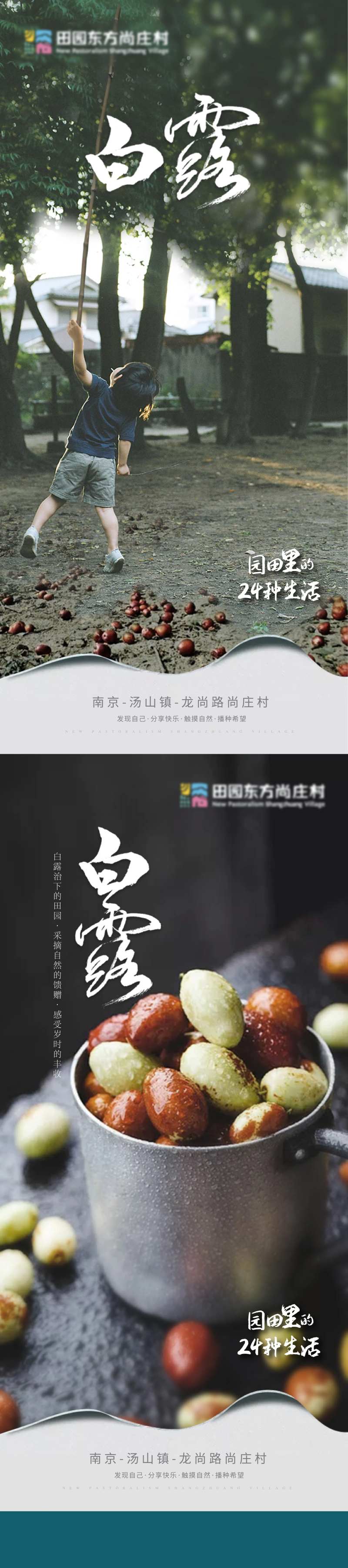 白露系列海报-采灵感-cailinggan.com