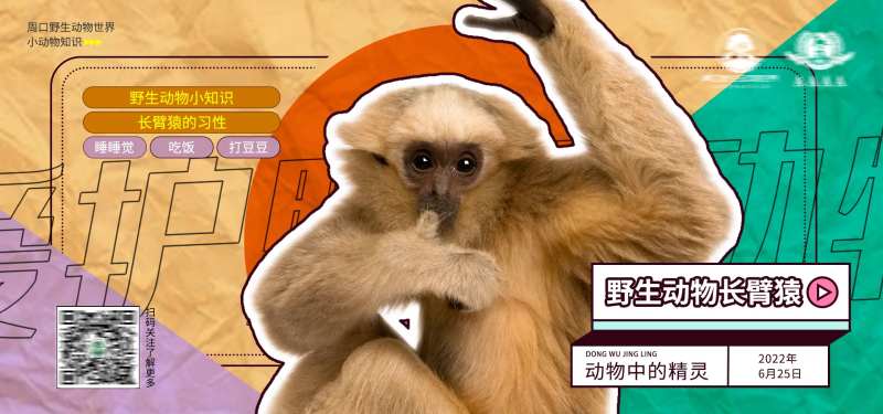 野生动物海报-采灵感-cailinggan.com