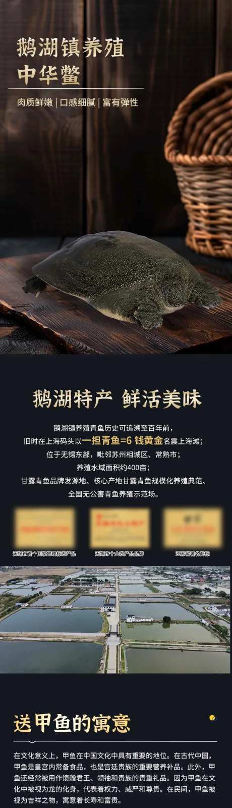 甲鱼中华鳖-采灵感-https://www.cailinggan.com/