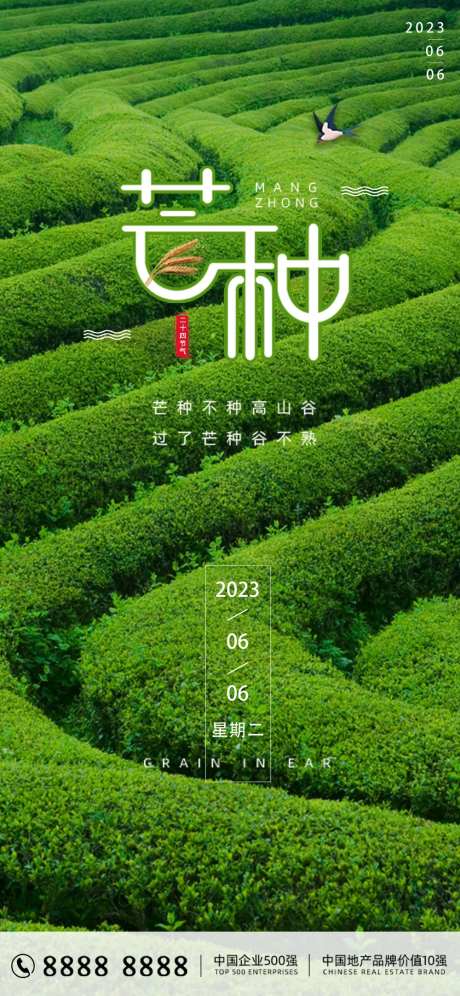 芒种节气海报-采灵感-cailinggan.com