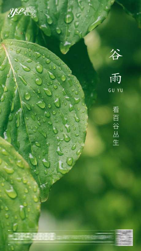 谷雨节气海报-采灵感-https://www.cailinggan.com/