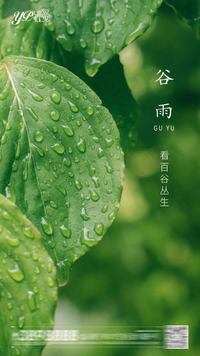 谷雨节气海报-采灵感-cailinggan.com