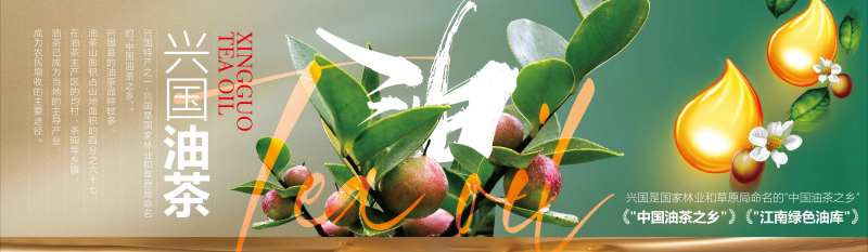 兴国山茶油海报 -采灵感-cailinggan.com