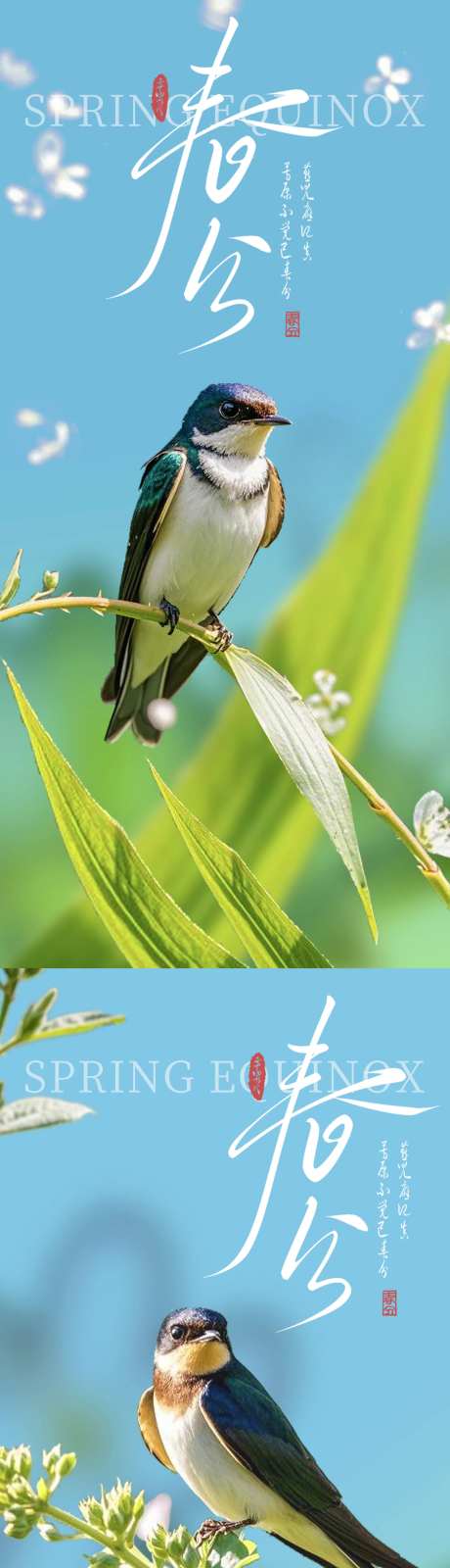 春分小鸟海报-采灵感-https://www.cailinggan.com/