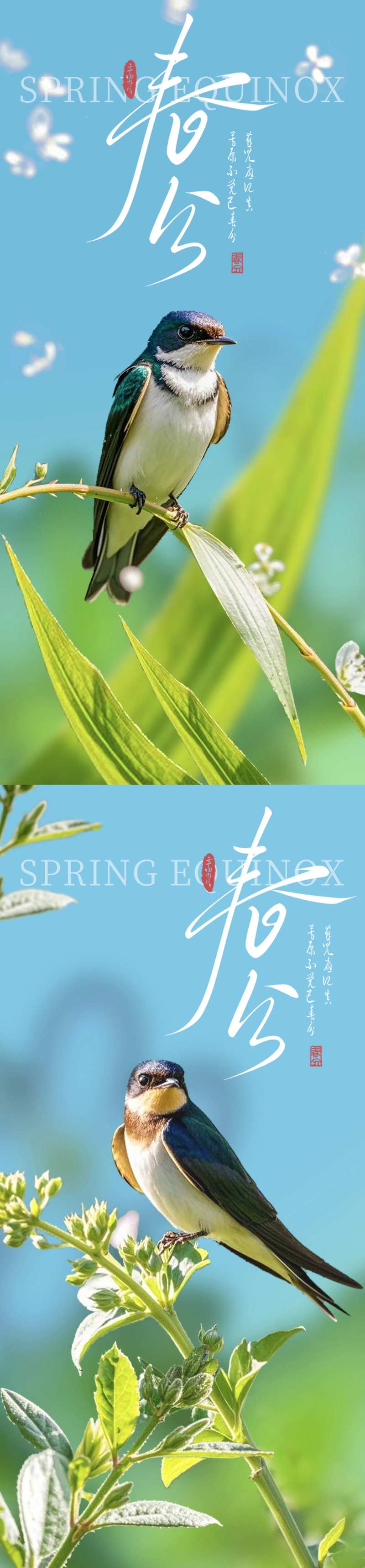 春分小鸟海报-采灵感-cailinggan.com
