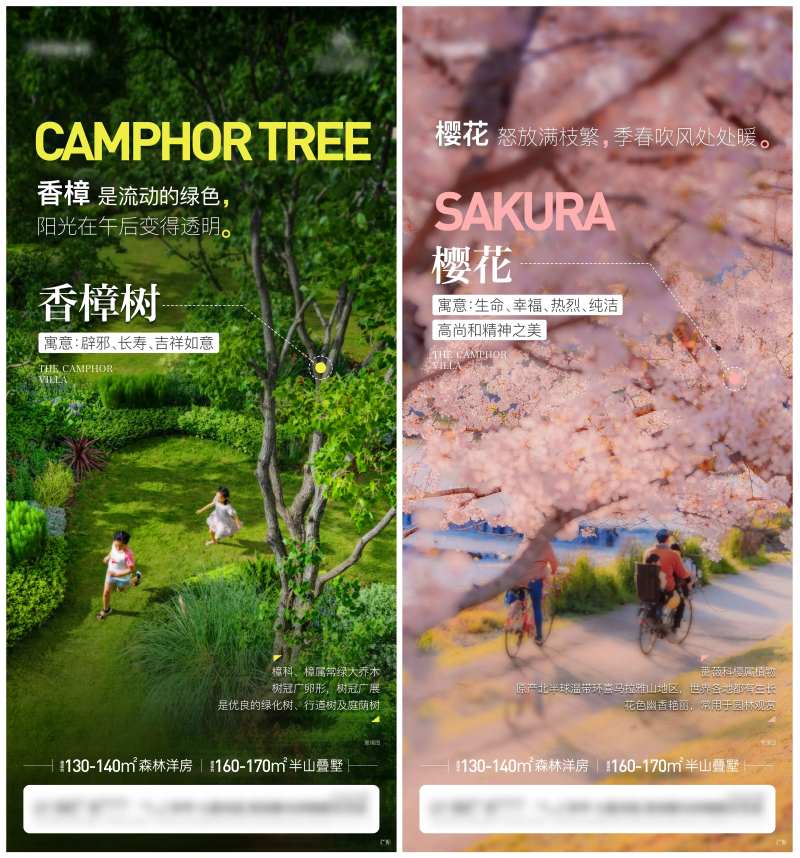 地产香樟樱花系列单图-采灵感-cailinggan.com