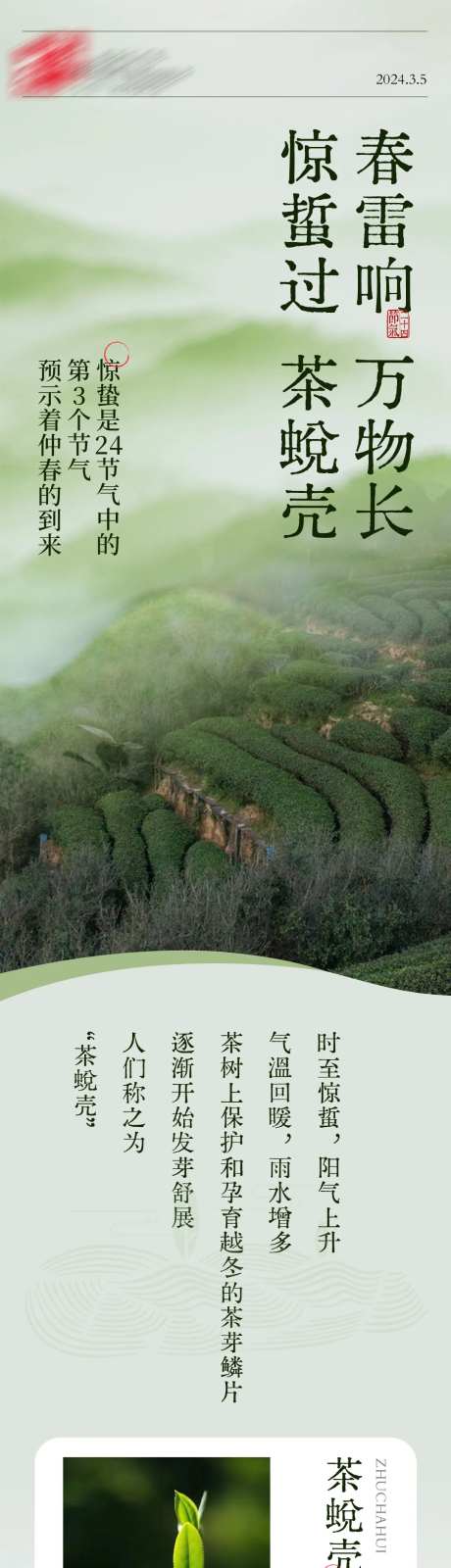 茶叶惊蛰饮茶推文长图-采灵感-https://www.cailinggan.com/
