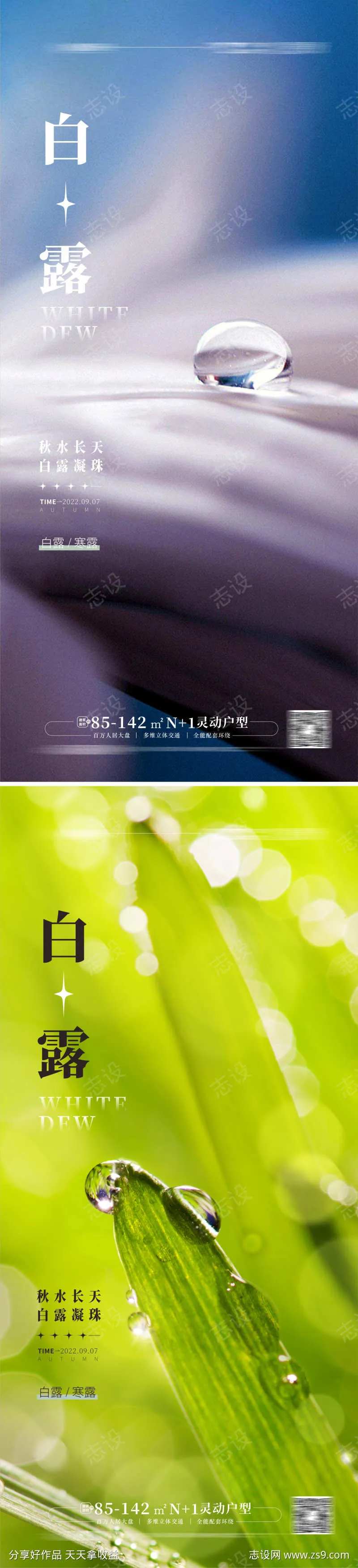 白露 寒露海报 露珠-采灵感-cailinggan.com
