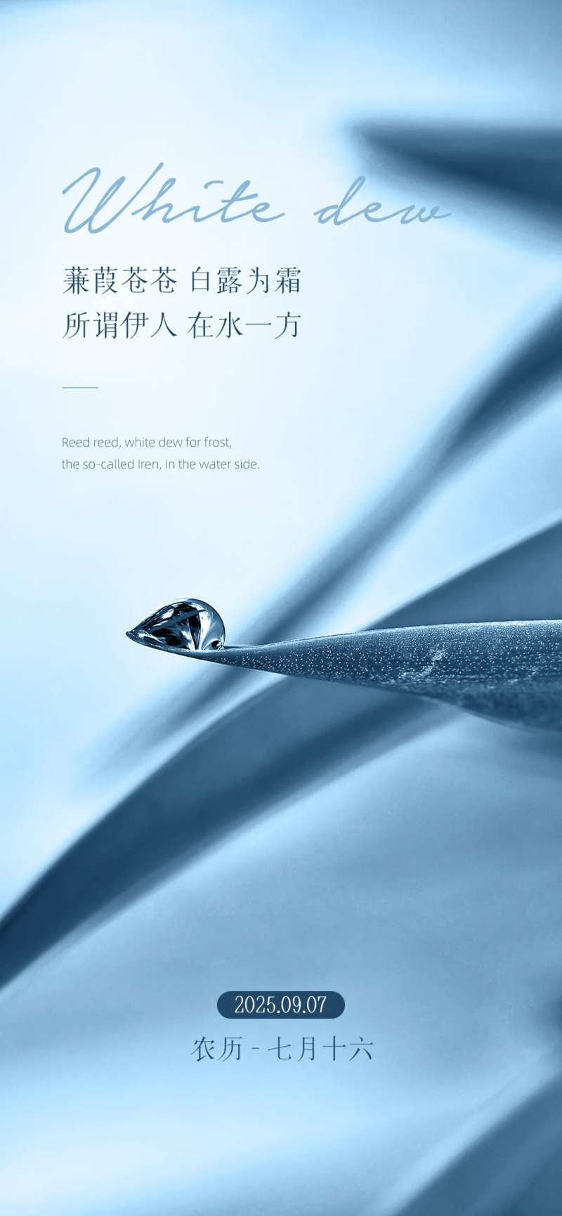 白露节气露水蓝色海报-采灵感-cailinggan.com