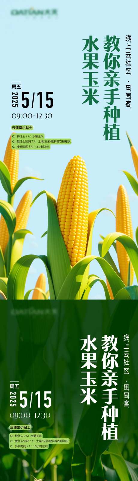 玉米种植-采灵感-https://www.cailinggan.com/