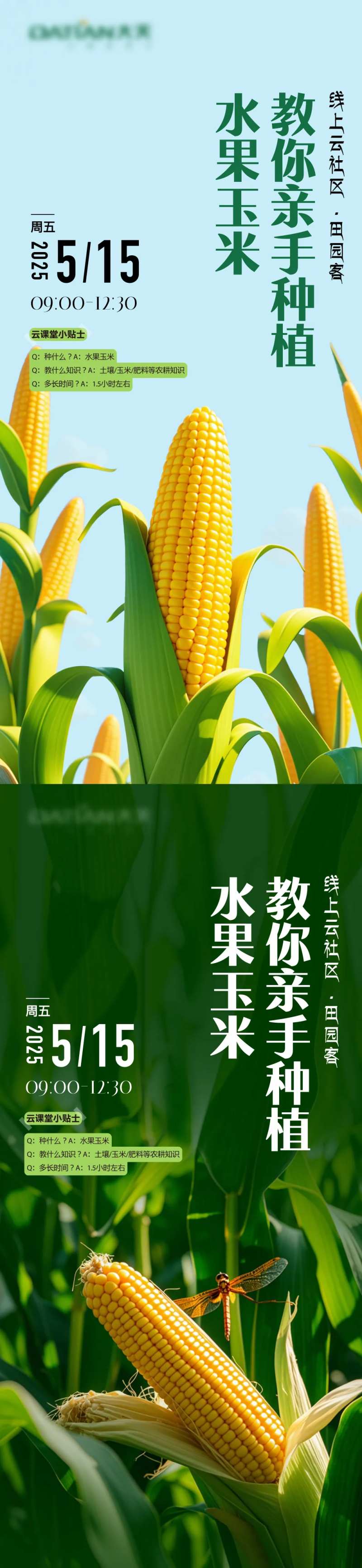 玉米种植-采灵感-cailinggan.com