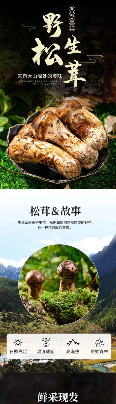 野生松茸电商详情页-采灵感-https://www.cailinggan.com/