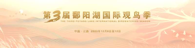 鄱阳湖国际观鸟季主视觉-采灵感-cailinggan.com