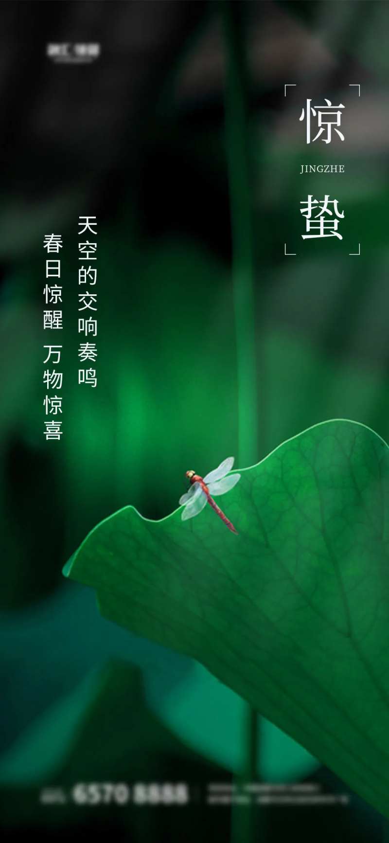 惊蛰春天虫子蜻蜓绿芽海报-采灵感-cailinggan.com