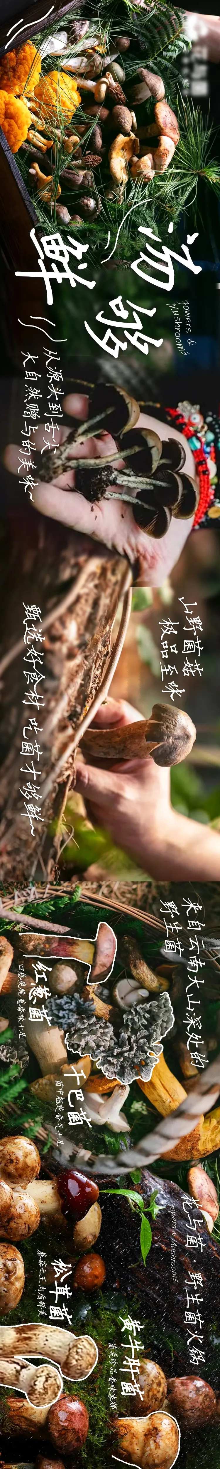 云南野生菌火锅五图-采灵感-cailinggan.com