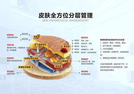 医美美容皮肤结构图-采灵感-https://www.cailinggan.com/