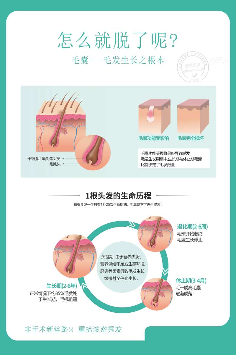 植发毛囊图宣传海报展板-采灵感-cailinggan.com