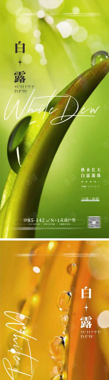 白露 寒露海报 露珠-采灵感-https://www.cailinggan.com/
