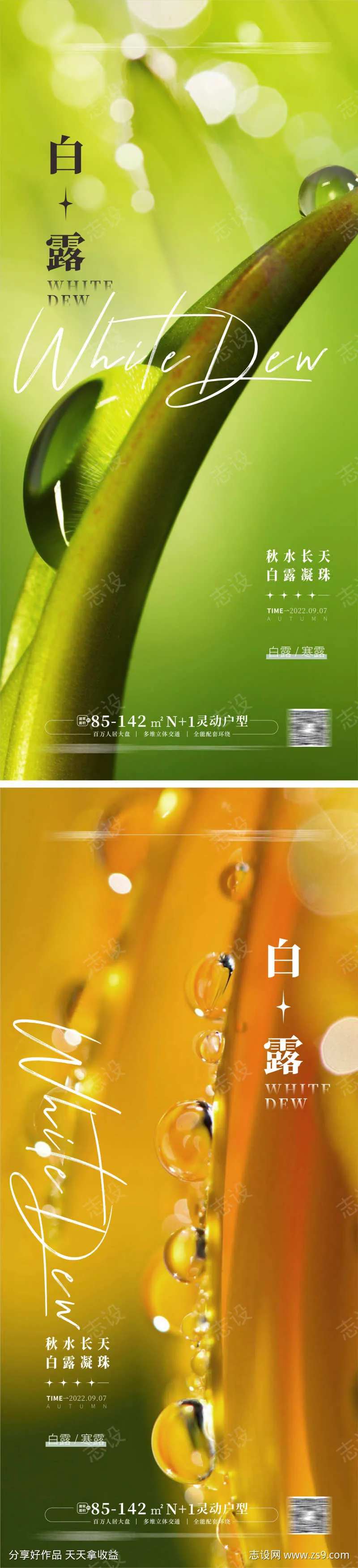 白露 寒露海报 露珠-采灵感-cailinggan.com
