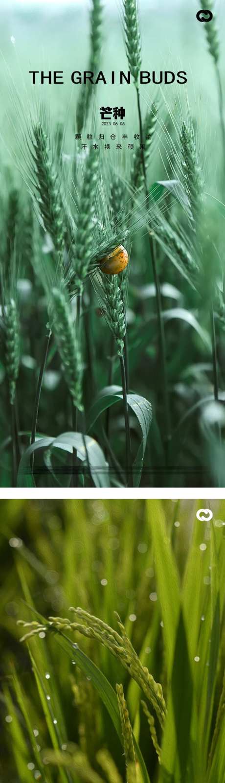 芒种麦穗风景海报-采灵感-https://www.cailinggan.com/