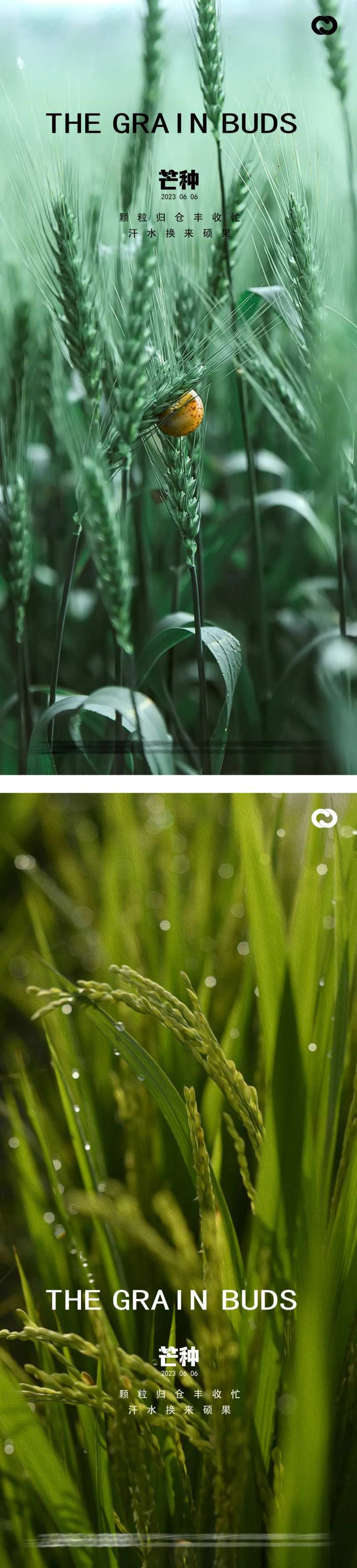 芒种麦穗风景海报-采灵感-cailinggan.com