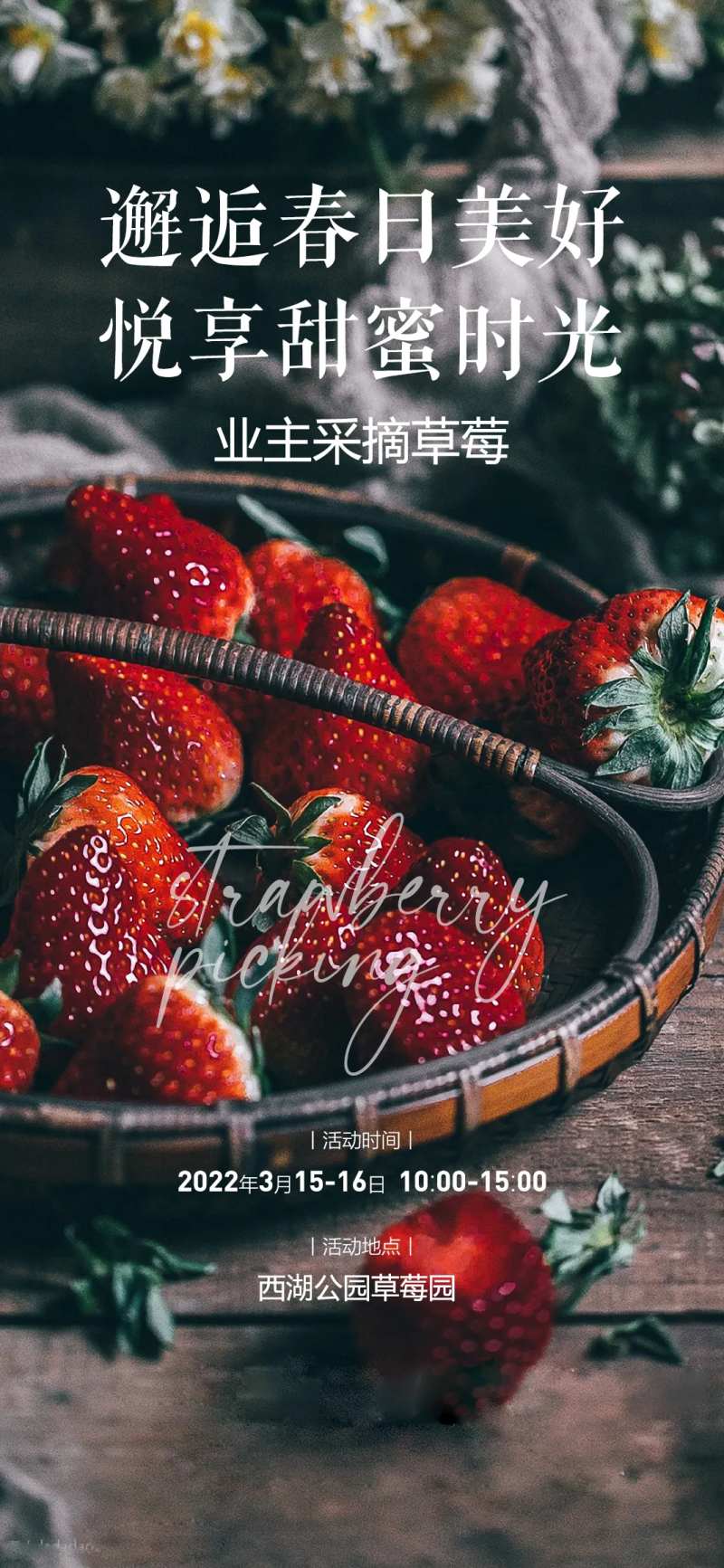 草莓业主亲子采摘活动海报-采灵感-cailinggan.com