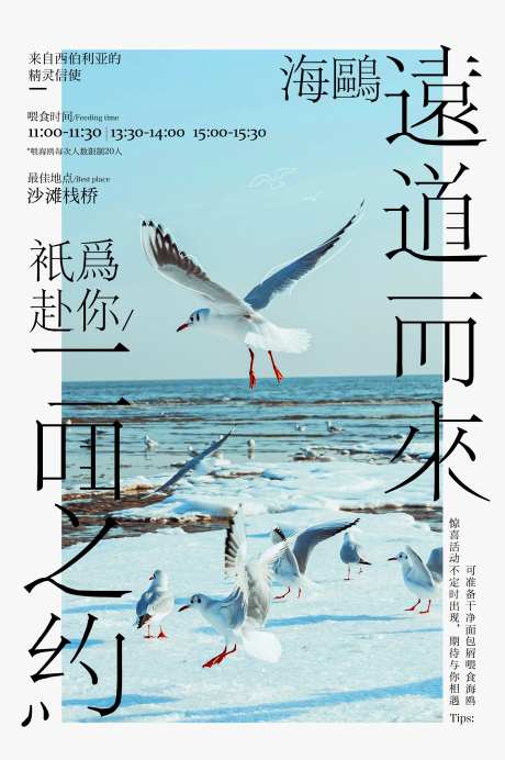 海鸥海报-采灵感-https://www.cailinggan.com/